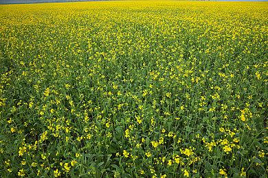 光荣社长·EA开发者访谈 关于《狂野之心》游戏部分情报